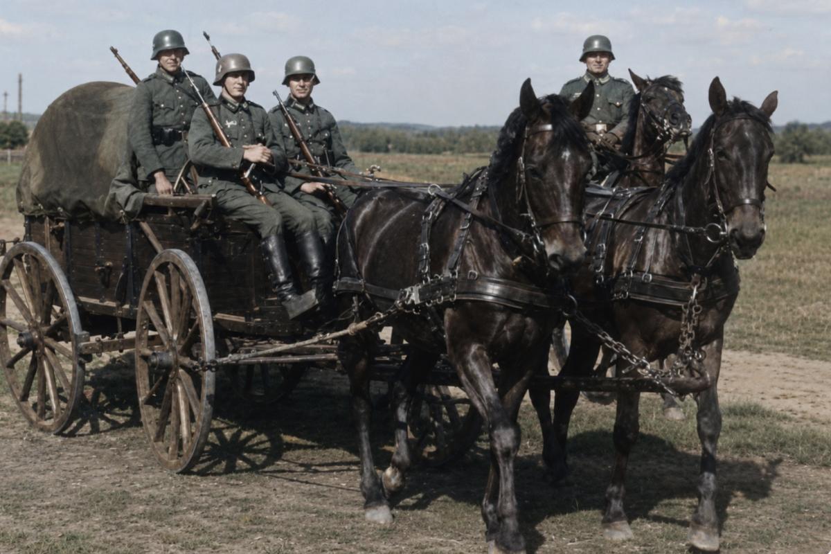German horse training centres 